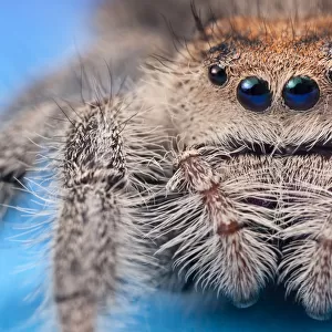 Regal jumping spider (Phidippus regius) female originating from North America. Captive
