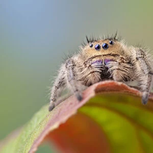Regal Jumping Spider (Phidippus regius) female. Captive, endemic to North America