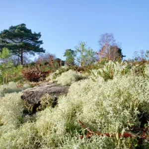 Reindeer moss print on coniferous tree stump