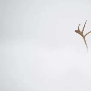 Reindeer (Rangifer tarandus) antlers, body hidden by snow, Forollhogna National Park