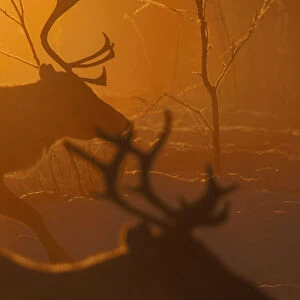 Reindeer (Rangifer tarandus) in atmospheric light, herding in the Saarivuoma Sami community