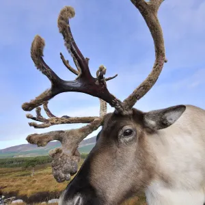 Reindeer Print: Cairngorm Bull with Velvet Antlers Reindeer Print: Cairngorm Bull with Velvet Antlers