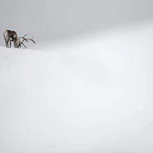 Reindeer (Rangifer tarandus) feeding in snow, Forollhogna National Park, Norway