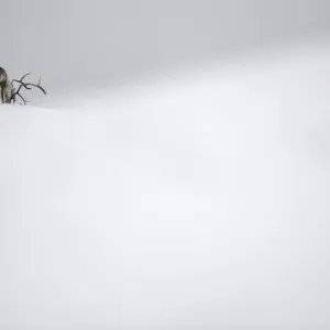 Reindeer (Rangifer tarandus) feeding in snow, Forollhogna National Park, Norway