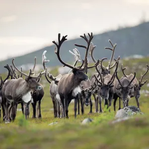 Reindeer (Rangifer tarandus) herd, antlers in velvet, walking across upland moor, Cairngorms