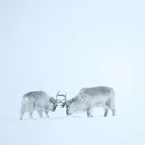 Reindeer (Rangifer tarandus), two play fighting in snow. Svalbard, Norway, April
