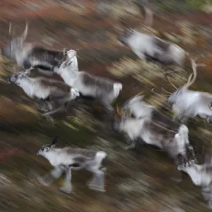 Reindeer (Rangifer tarandus) running, Forollhogna National Park, Norway, September 2008