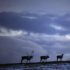 Three Reindeer (Rangifer tarandus) silhouetted against dark cloudy sky, Forollhogna National Park