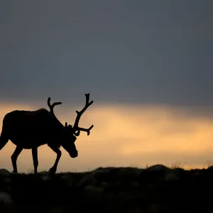 Reindeer (Rangifer tarandus) silhouetted against sky, walking across upland, Cairngorms Reindeer (Rangifer tarandus) silhouetted against sky, walking across upland, Cairngorms