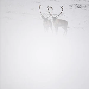 Two Reindeer (Rangifer tarandus) in snow mist, Forollhogna National Park, Norway