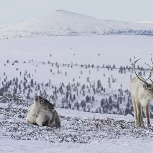 Two Reindeer (Rangifer tarandus tarandus) in snowy landscape, Finland. April