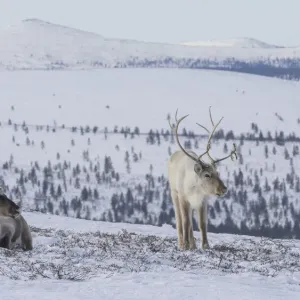 Two Reindeer (Rangifer tarandus tarandus) in snowy landscape, Finland. April Two Reindeer (Rangifer tarandus tarandus) in snowy landscape, Finland. April