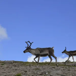 Reindeer (Rangifer tarandus) on upland plateau, Cairngorms National Park, Scotland Reindeer (Rangifer tarandus) on upland plateau, Cairngorms National Park, Scotland