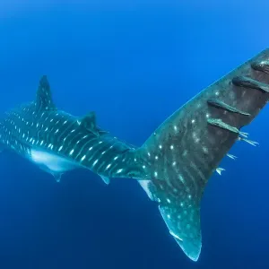 Remoras on Whale Shark Print Remoras on Whale Shark Print