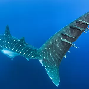 Remoras (Remora sp. ) hitchhiking on the tail of a large (13-15m) female whale shark