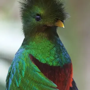 Resplendent Quetzal Print, Captive Image Resplendent Quetzal Print, Captive Image