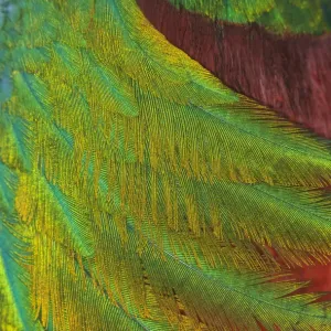 Resplendent quetzal (Pharomachrus mocinno) close up of feathers, captive, Chiapas Resplendent quetzal (Pharomachrus mocinno) close up of feathers, captive, Chiapas