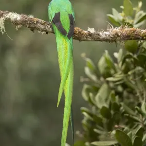 Resplendent Quetzal Print: Male Perched on Branch Resplendent Quetzal Print: Male Perched on Branch