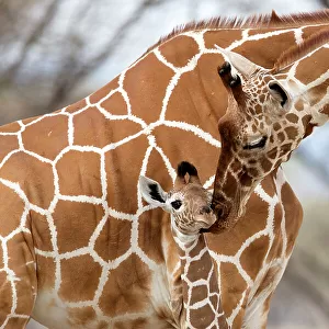 Reticulated giraffe (Giraffa camelopardalis reticulata) mother grooming baby, Samburu Game Reserve, Kenya, Africa, August
