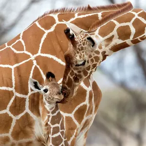 Reticulated Giraffe Mother Grooming Baby Print, Samburu Game Reserve, Kenya Reticulated Giraffe Mother Grooming Baby Print, Samburu Game Reserve, Kenya