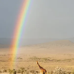 Reticulated Giraffe (Giraffa camelopardalis reticulata) on plains with sunrise rainbow Reticulated Giraffe (Giraffa camelopardalis reticulata) on plains with sunrise rainbow