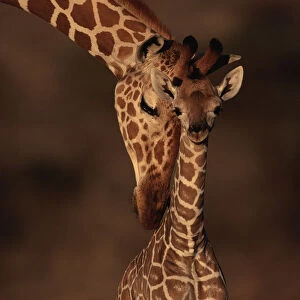 Reticulated giraffe with young, Samburu GR, Kenya