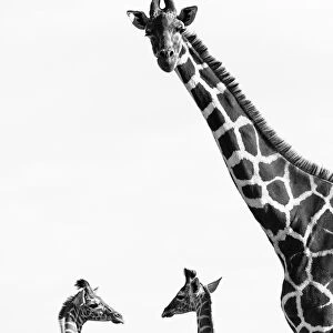 Reticulated giraffes (Giraffa camelopardalis reticulata) black and white picture of group of three