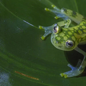 Reticulated glass frog (Hyalinobatrachium valerioi) La Selva Field Station, Costa Rica