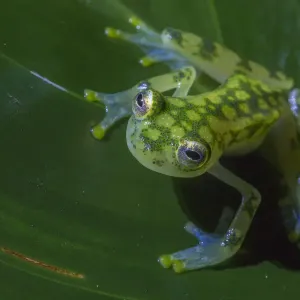 Rana di vetro reticolato (Hyalinobatrachium valerioi) La Stazione di campo della Selva, Costa Rica. Rana di vetro reticolato (Hyalinobatrachium valerioi) La Stazione di campo della Selva, Costa Rica.