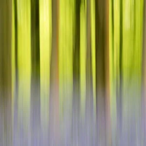 RF- Abstract of Bluebells (Hyacinthoides non-scripta) among beech trees (Fagus sylvatica)