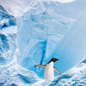 RF - Adelie penguin (Pygoscelis adeliae) on blue ice berg