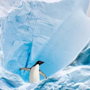 RF - Pingüino Adelia (Pygoscelis adeliae) sobre un iceberg azul. RF - Pingüino Adelia (Pygoscelis adeliae) sobre un iceberg azul.