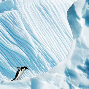 RF- Adelie Penguin (Pygoscelis adeliae) on iceberg. Yalour Islands, Antarctic Peninsula, Antarctica. February