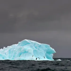 RF - Adelie penguins (Pygoscelis adeliae) on blue ice berg. Graham Passage, Antarctic Peninsula, Antarctica. (This image may be licensed either as rights managed or royalty free.) RF - Adelie penguins (Pygoscelis adeliae) on blue ice berg. Graham Passage, Antarctic Peninsula, Antarctica. (This image may be licensed either as rights managed or royalty free.)