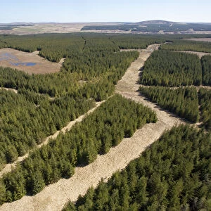 RF- Aerial view of blocks of forestry plantation planted on blanket bog. Forsinard