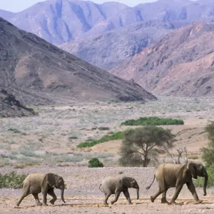 RF- African elephant family (Loxodonta africana) crossing desert landscape. Namibia, Kaokoland