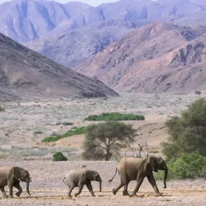 African Elephant Family Print - Namibia Desert Landscape African Elephant Family Print - Namibia Desert Landscape
