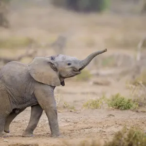 African Elephant Calf Print African Elephant Calf Print