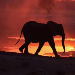 RF- African elephant (Loxodonta africana) at sunset. Chobe National Park, Botswana