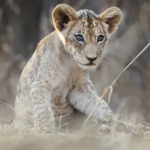 RF - leoncino africano (Panthera leo), età 3 mesi, Parco nazionale di South Luangwa, Zambia (Questa immagine può essere licenziata sia come gestita dai diritti che come gratuita per il re). RF - leoncino africano (Panthera leo), età 3 mesi, Parco nazionale di South Luangwa, Zambia (Questa immagine può essere licenziata sia come gestita dai diritti che come gratuita per il re).