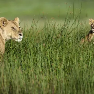 RF - African lioness (Panthera leo) with cubs age four months cubs at Big Marsh RF - African lioness (Panthera leo) with cubs age four months cubs at Big Marsh