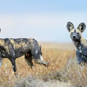 African Painted Dogs Print, Ngorongoro Conservation Area African Painted Dogs Print, Ngorongoro Conservation Area