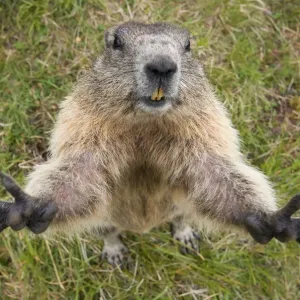Alpine Marmot Print Alpine Marmot Print