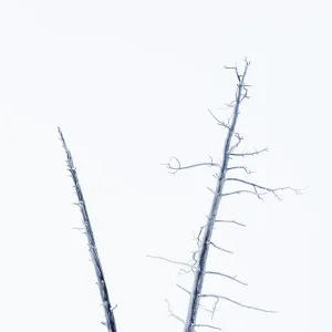 RF - American Bison (Bison bison) male in snow covered in frost, standing by dead trees