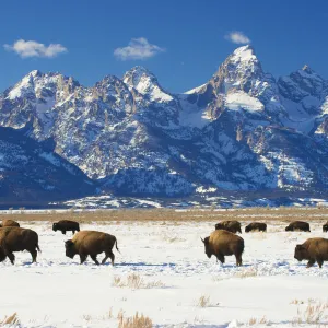 RF - American bisons (Bison bison) in Grand Teton National Park. winter. Wyoming, USA