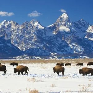 American Bison Winter Print in Grand Teton National Park, Wyoming American Bison Winter Print in Grand Teton National Park, Wyoming