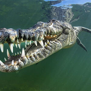 RF - American crocodile (Crocodylus acutus) swims through sunrays