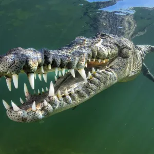 American Crocodile Print American Crocodile Print
