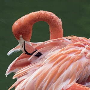 RF - American flamingo (Phoenicopterus ruber) preening feathers. Captive