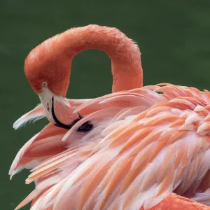 RF - American flamingo (Phoenicopterus ruber) preening feathers. Captive RF - American flamingo (Phoenicopterus ruber) preening feathers. Captive